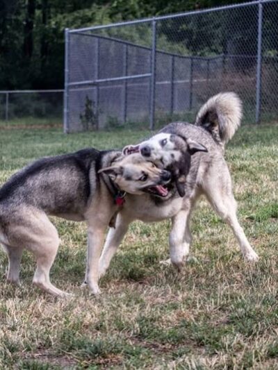 South Park Dog Park #2 - South Park Township, PA