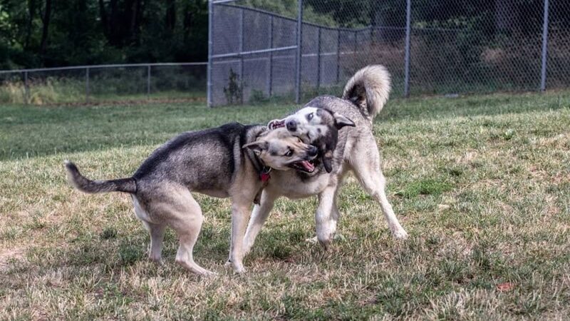 South Park Dog Park #2 - South Park Township, PA