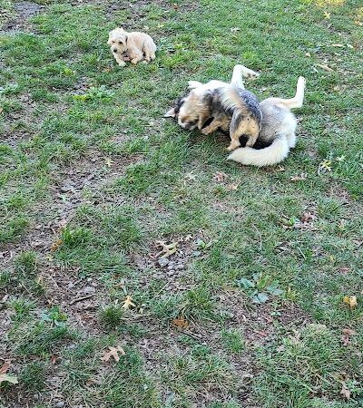 South Park Dog Park #2 - South Park Township, PA