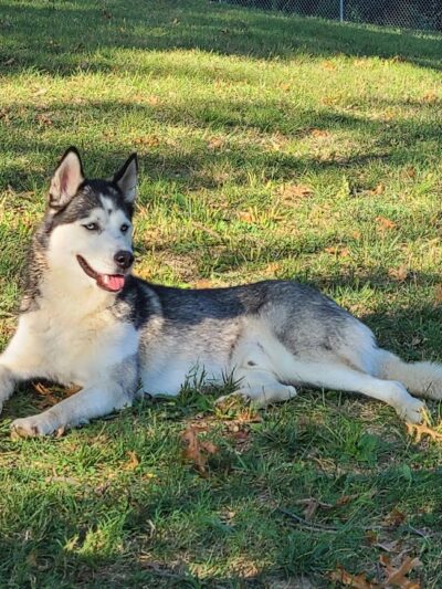 South Park Dog Park #2 - South Park Township, PA