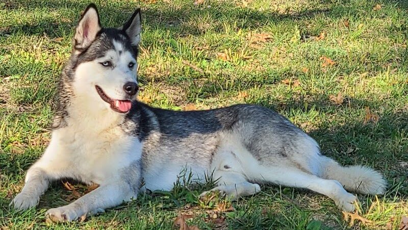 South Park Dog Park #2 - South Park Township, PA