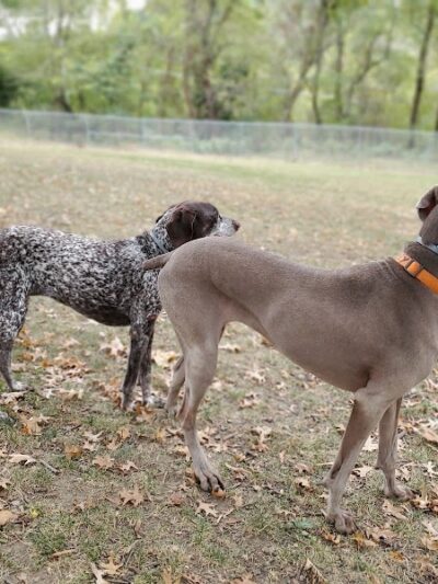 South Park Dog Park #2 - South Park Township, PA