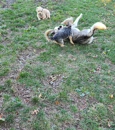 South Park Dog Park #2 - South Park Township, PA