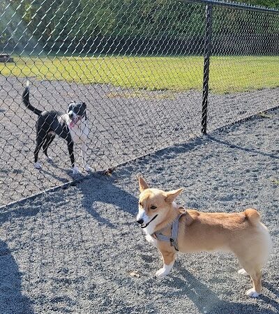 Southside Dog Park - South Plainfield, NJ