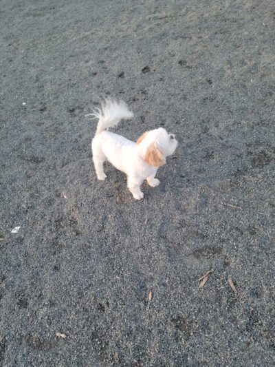 Southside Dog Park - South Plainfield, NJ