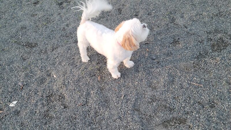 Southside Dog Park - South Plainfield, NJ