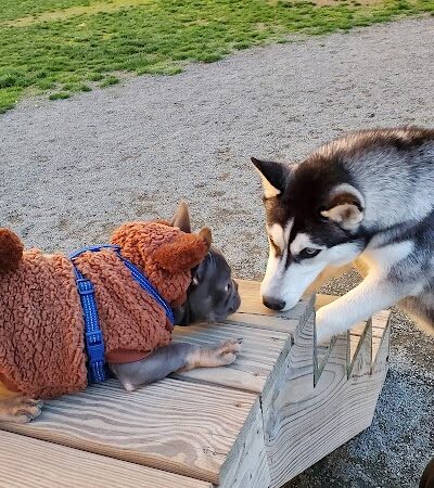 Southside Dog Park - South Plainfield, NJ
