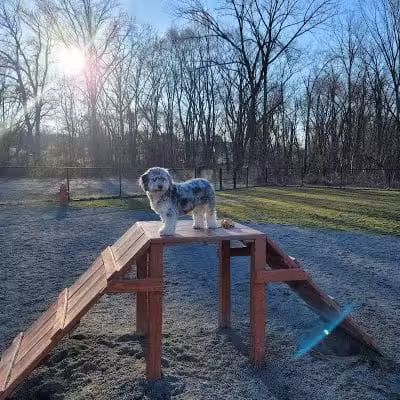 Southside Dog Park - South Plainfield, NJ
