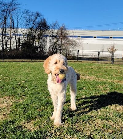 Southside Dog Park - South Plainfield, NJ