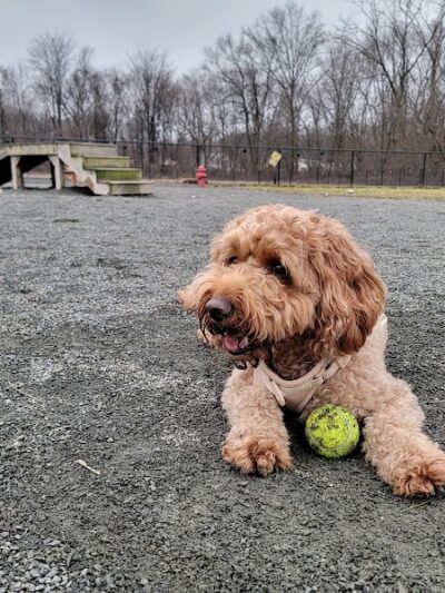 Southside Dog Park - South Plainfield, NJ