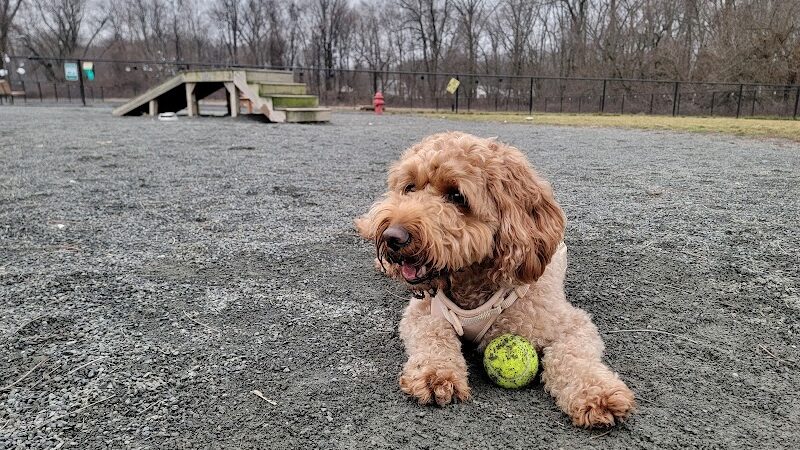 Southside Dog Park - South Plainfield, NJ