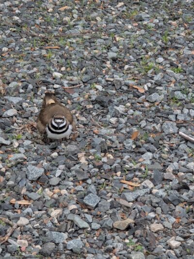 Southside Dog Park - South Plainfield, NJ