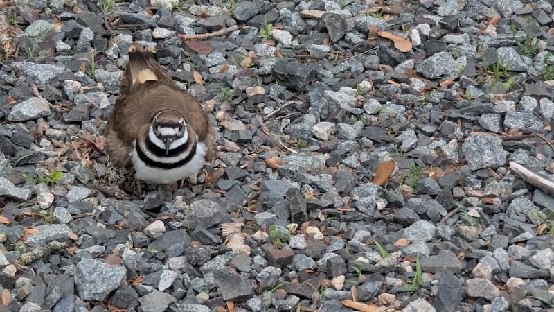 Southside Dog Park - South Plainfield, NJ