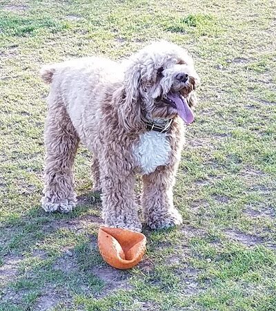 Southside Dog Park - South Plainfield, NJ