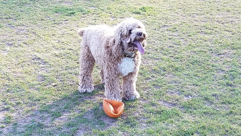 Southside Dog Park - South Plainfield, NJ