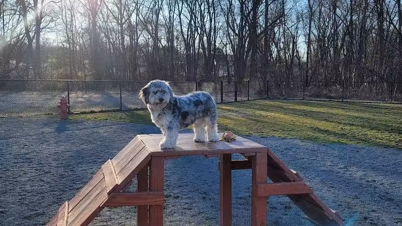 Southside Dog Park - South Plainfield, NJ