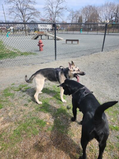 Southside Dog Park - South Plainfield, NJ