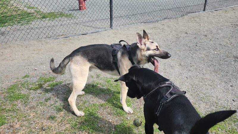 Southside Dog Park - South Plainfield, NJ