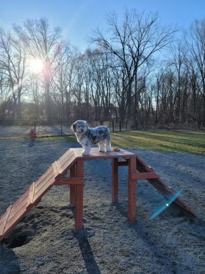 Southside Dog Park - South Plainfield, NJ
