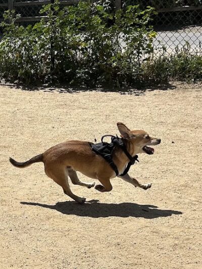 Centennial Dog Park - South San Francisco, CA