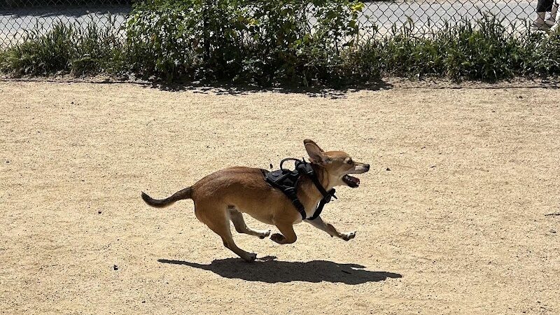 Centennial Dog Park - South San Francisco, CA