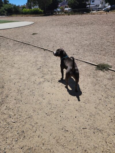 Centennial Dog Park - South San Francisco, CA