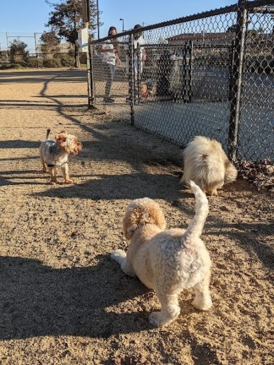 Centennial Dog Park - South San Francisco, CA