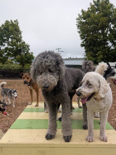Centennial Dog Park - South San Francisco, CA
