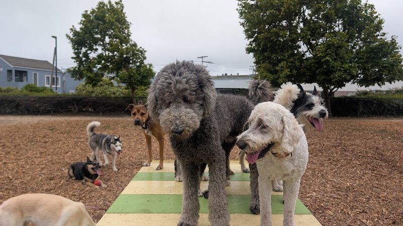 Centennial Dog Park - South San Francisco, CA