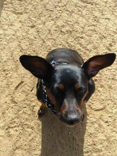 Centennial Dog Park - South San Francisco, CA