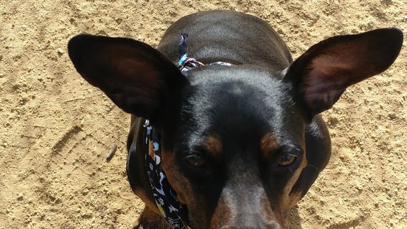 Centennial Dog Park - South San Francisco, CA