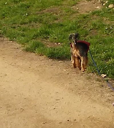 Centennial Dog Park - South San Francisco, CA
