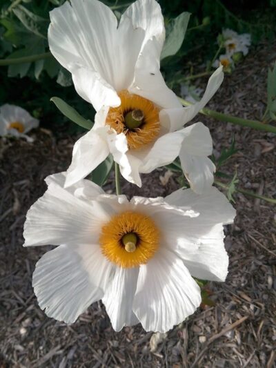 Centennial Dog Park - South San Francisco, CA