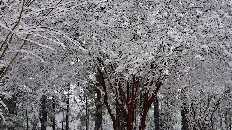Sandhurst Park - Southern Pines, NC