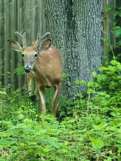 Southport Park - Southport, CT