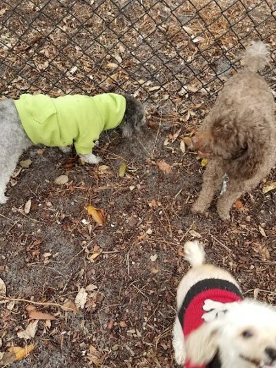 Salty Dog Dog Park - Southport, NC