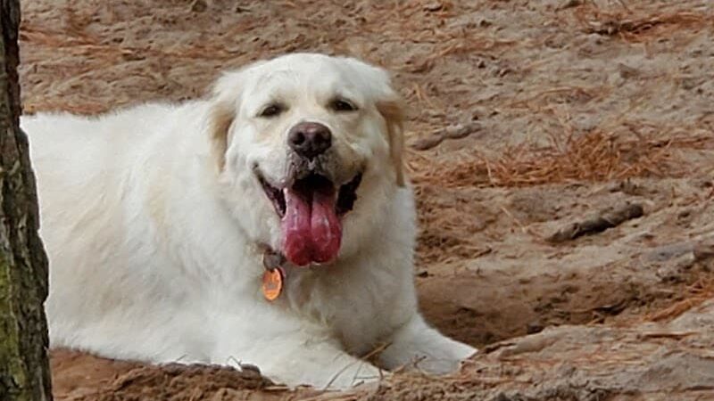 Salty Dog Dog Park - Southport, NC