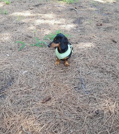 Salty Dog Dog Park - Southport, NC