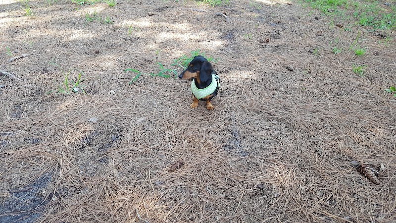 Salty Dog Dog Park - Southport, NC