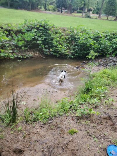 Andrews Farm Park - Spartanburg, SC