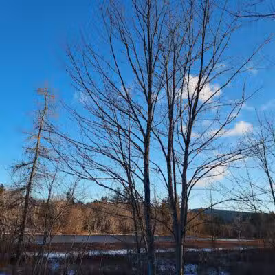 Sacandaga pathway - Speculator, NY