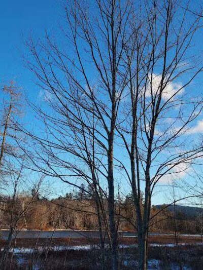 Sacandaga pathway - Speculator, NY