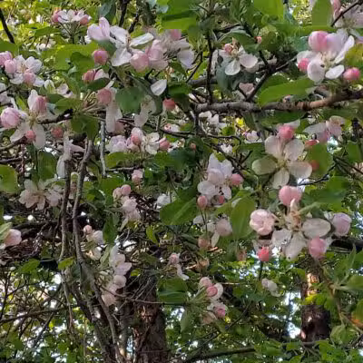 Sacandaga pathway - Speculator, NY