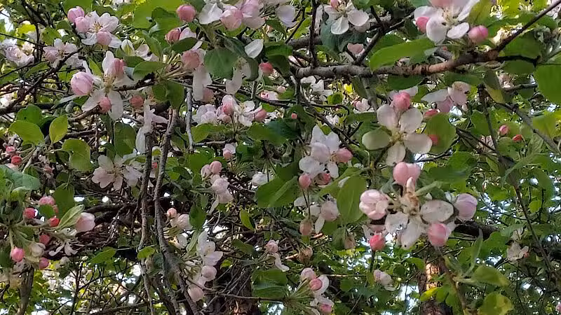 Sacandaga pathway - Speculator, NY