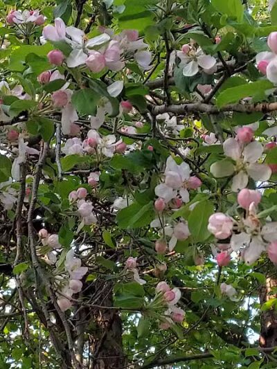 Sacandaga pathway - Speculator, NY