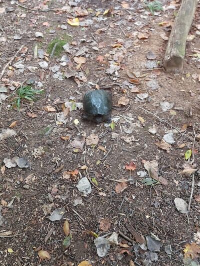 Rose Turner Park - Spencerport, NY