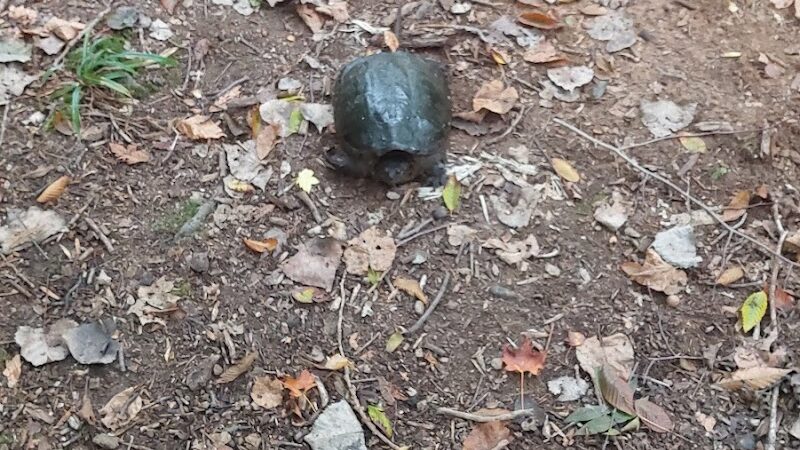 Rose Turner Park - Spencerport, NY