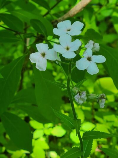 Rose Turner Park - Spencerport, NY