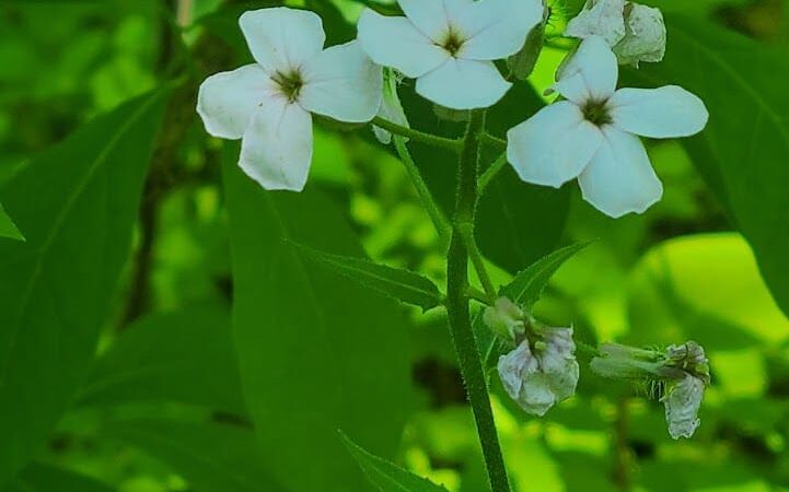 Rose Turner Park - Spencerport, NY