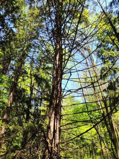 Rose Turner Park - Spencerport, NY